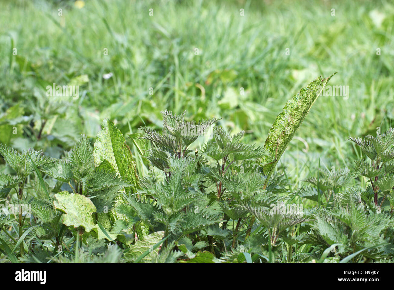 Broad-leaved dock Rumex obtusifolius and Common nettle Urtica dioica Stock Photo