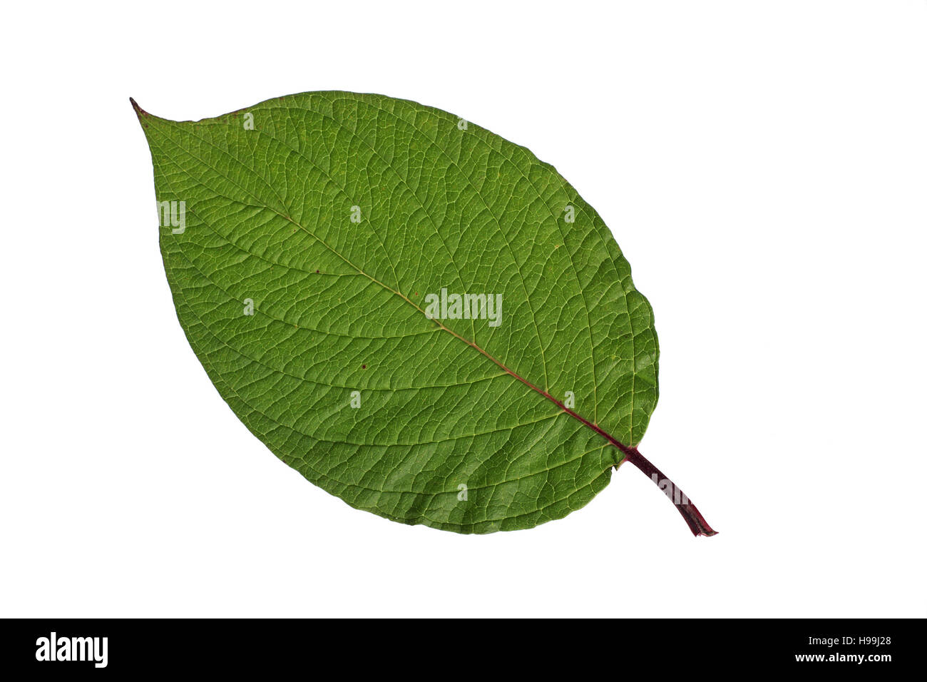 Red-barked dogwood Cornus alba leaf (studio shot) September 2012 Stock Photo