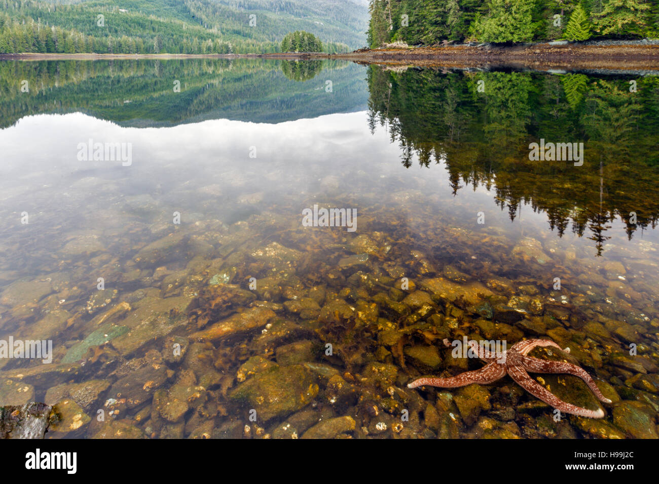 Starfish, Tongass National Forest, Alaska Stock Photo