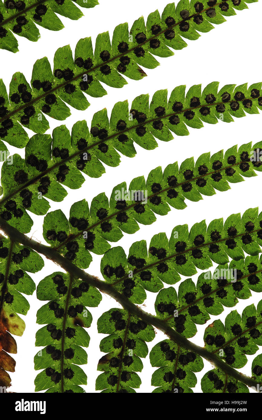 Male fern Dryopteris filix-mas frond showing sporangia (Studio shot) September 2012 Stock Photo