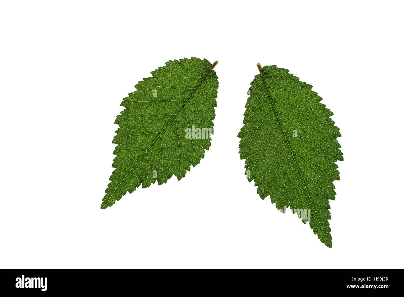 English elm Ulmus procera leaves cut out Stock Photo