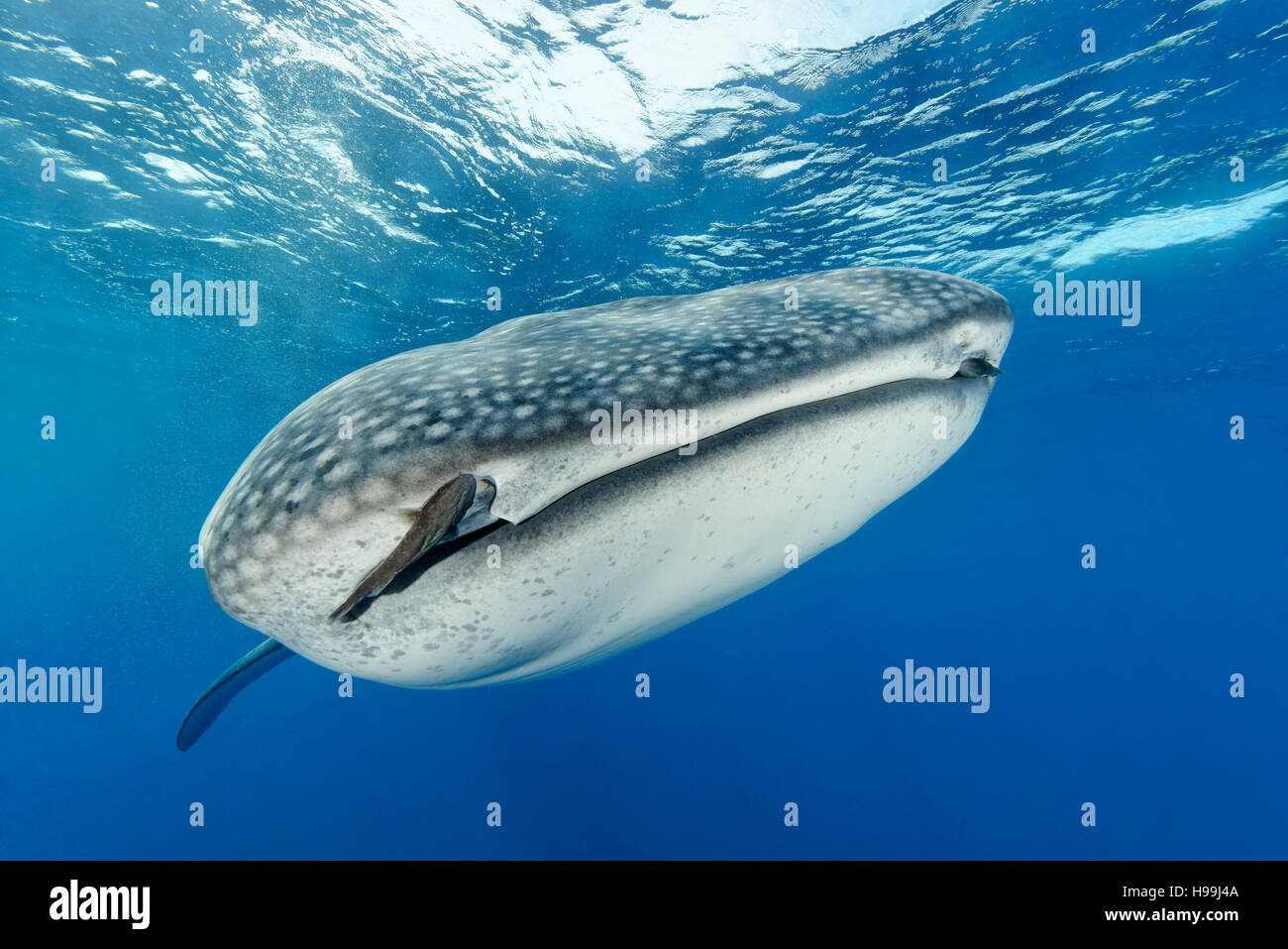 Whale shark with Remoras, Malpelo Island, Colombia, East Pacific Ocean Stock Photo