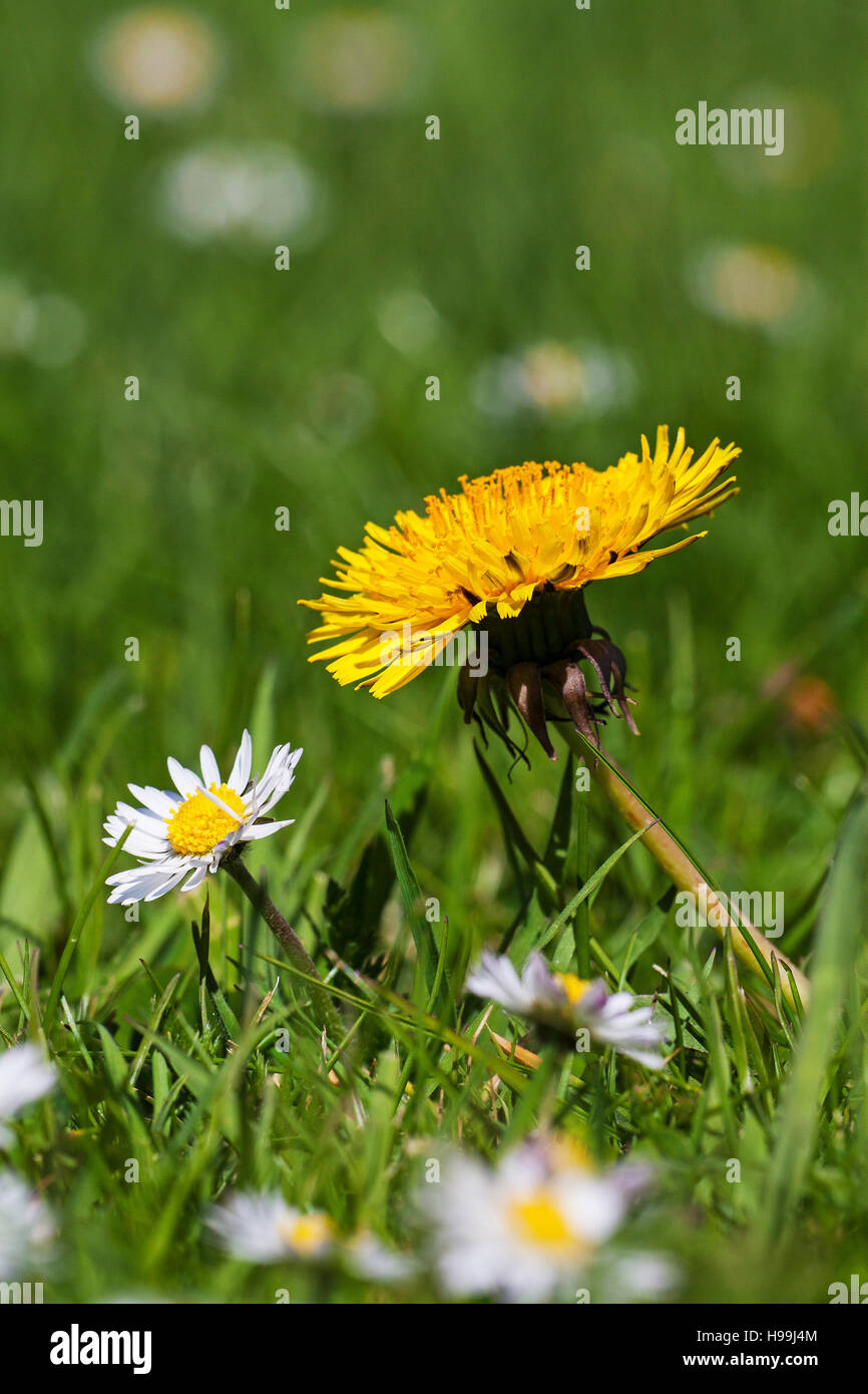 Dandelion Taraxacum officinale and Daisy Bellis annua in garden lawn Ringwood Hampshire England UK Stock Photo