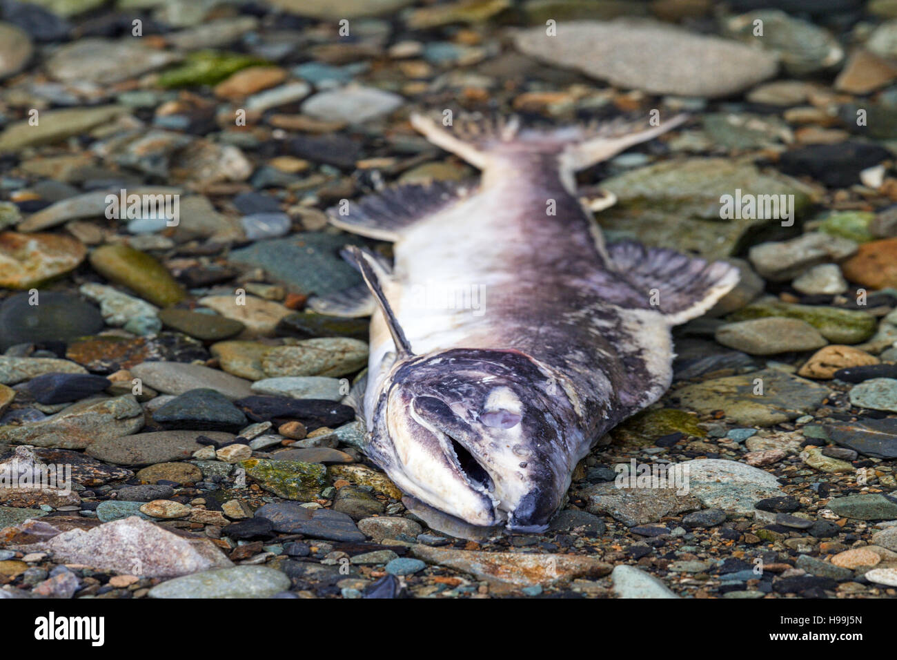 Spawned-out Pacific salmon provide rich oceanic nutrients to the freshwater and coastal rainforest ecosystems in coastal Alaska Stock Photo