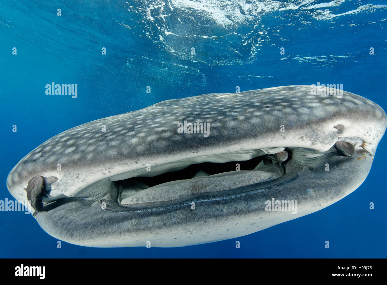 Whale shark with Remoras, Malpelo Island, Colombia, East Pacific Ocean Stock Photo