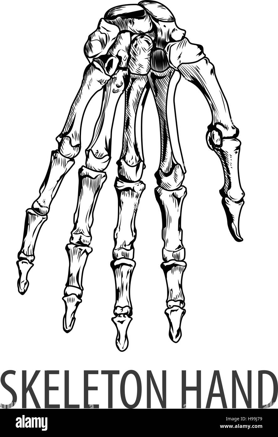 Vectors illustration of Skeleton hand Stock Vector