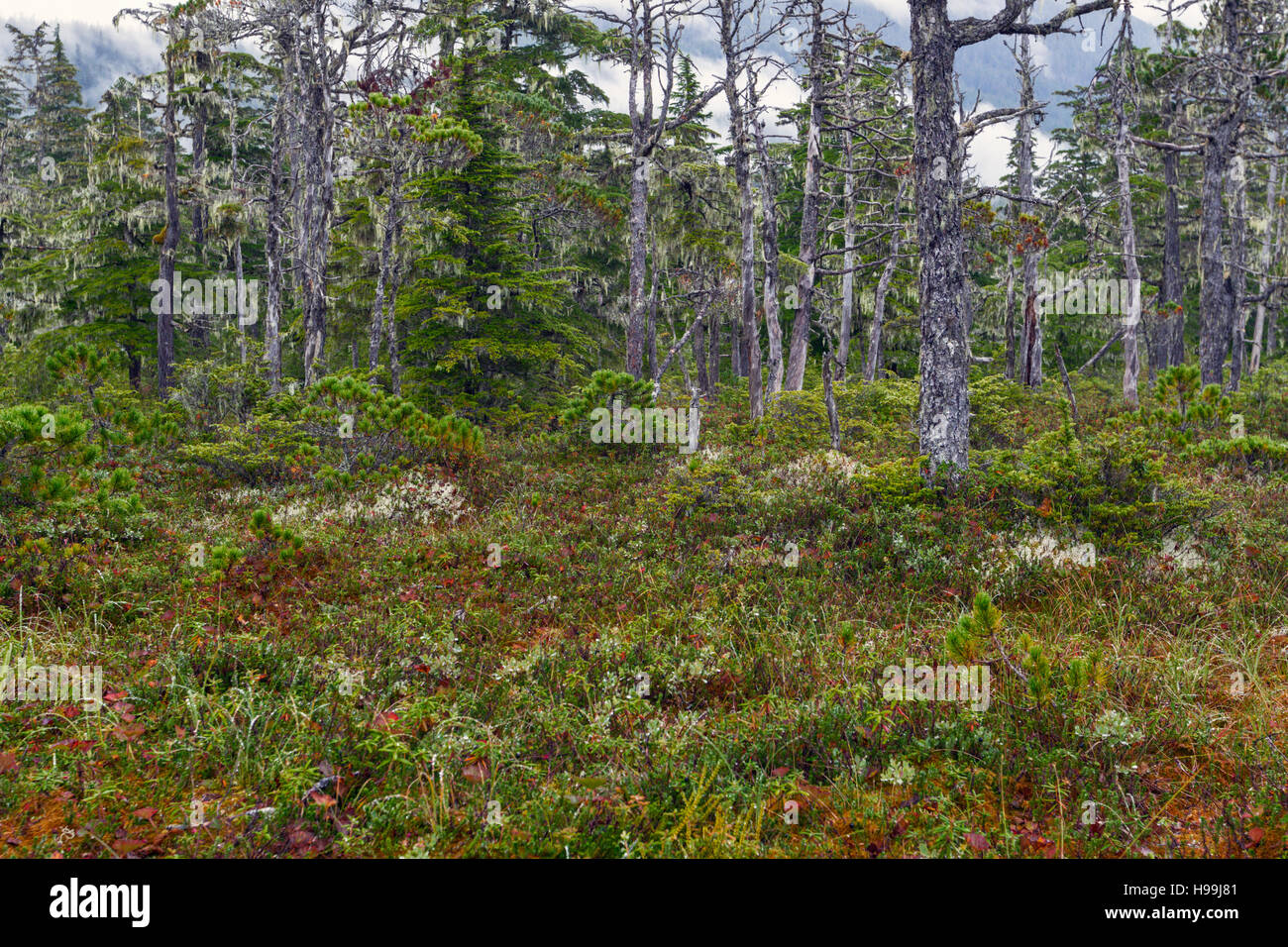 Low growing shrubs and small stands of stunted trees adorned with arboreal lichens in muskeg, Tongass National Forest, Alaska Stock Photo