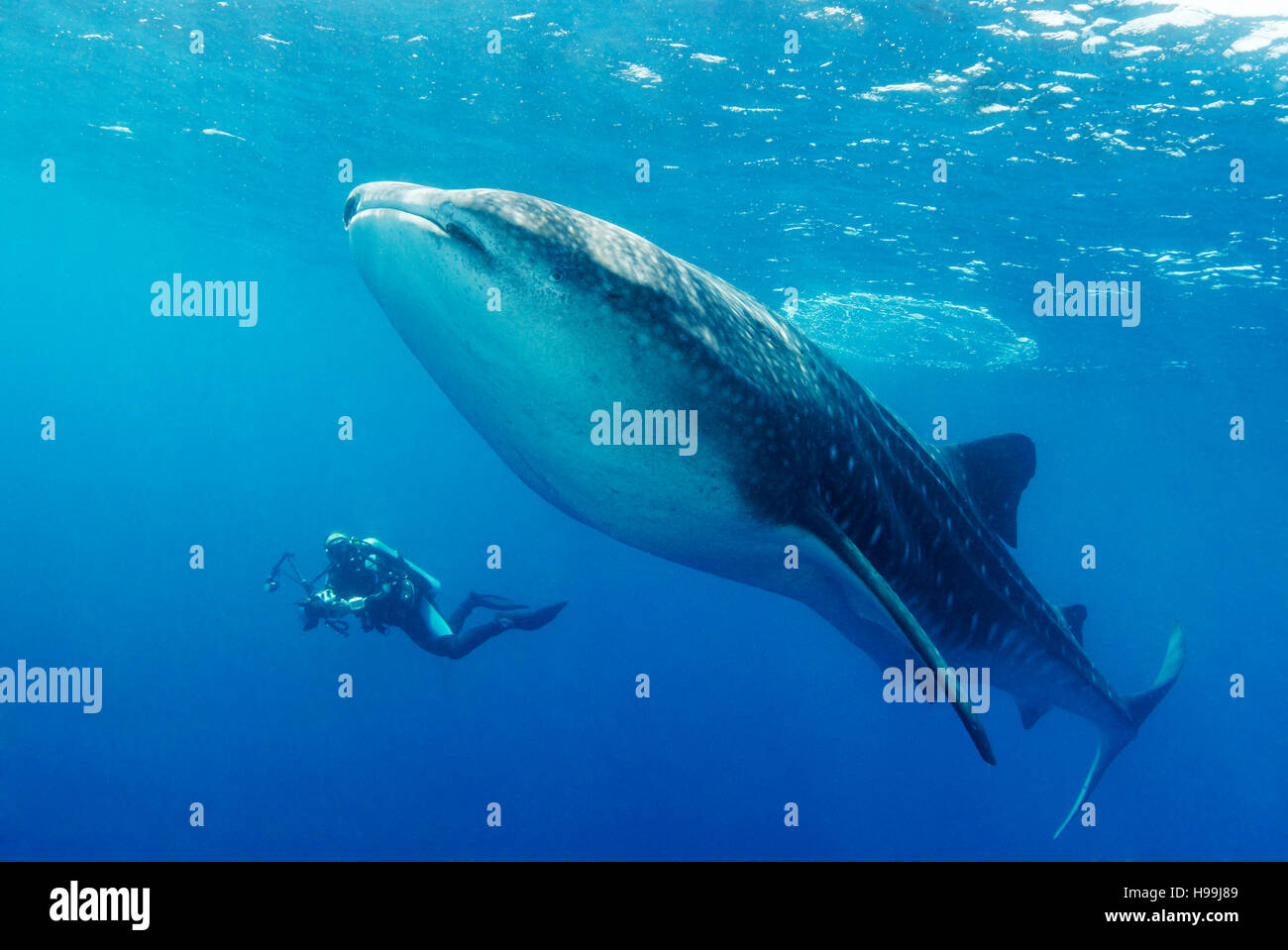 Whale shark with scuba diver, underwater photographer, Malpelo Island