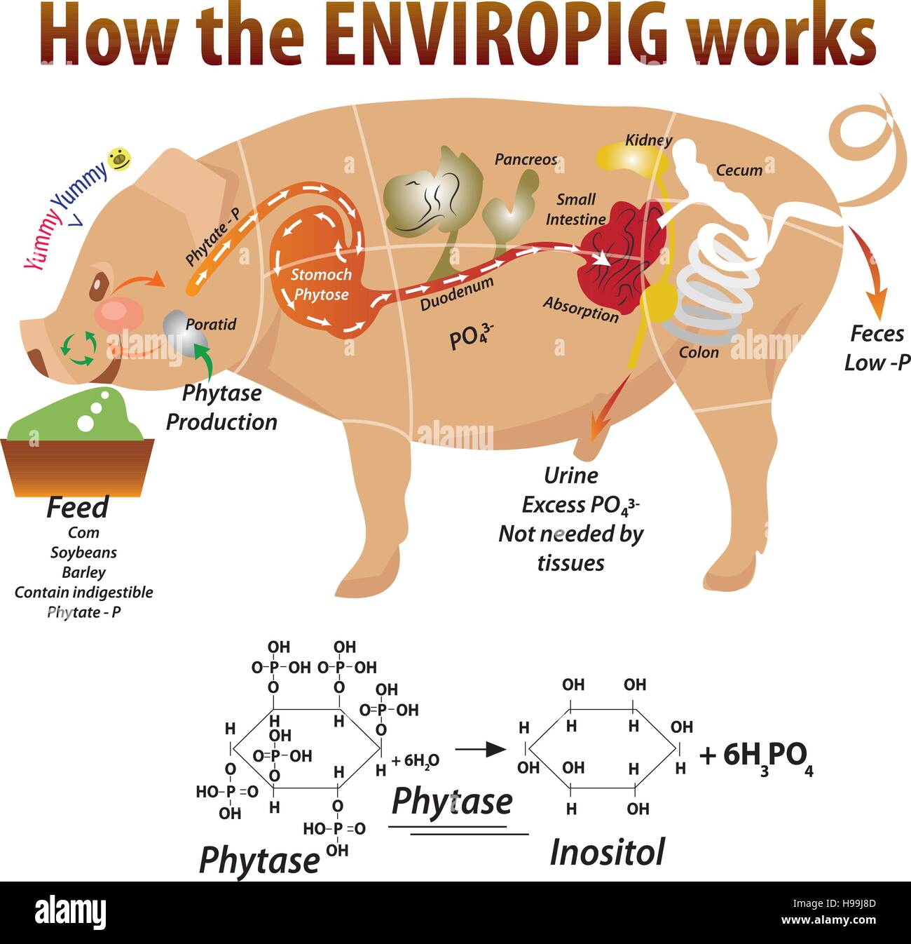 Pig Anatomy Chart