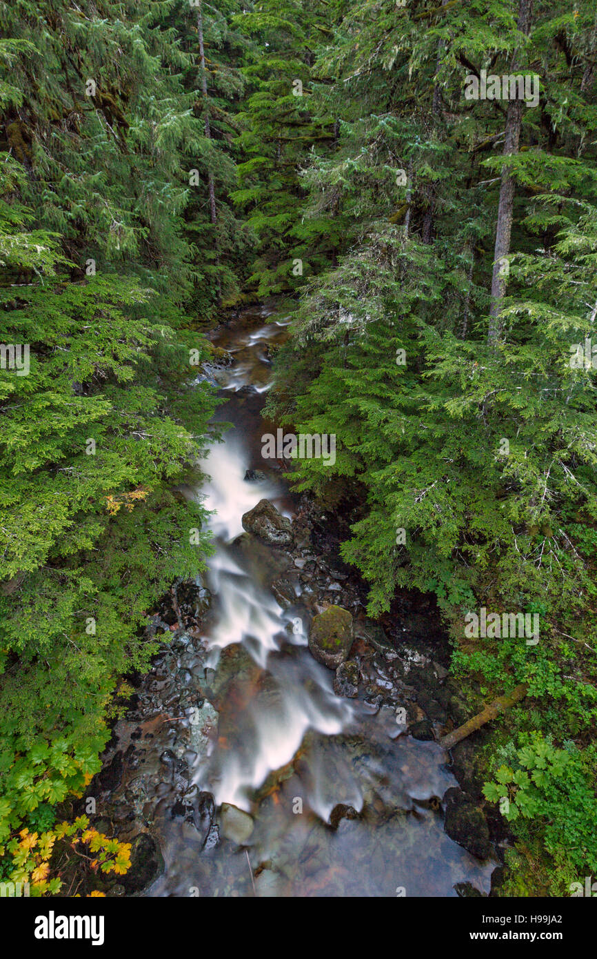 A river of the temperate coastal rain forest, Tongass National Forest, Alaska, USA Stock Photo