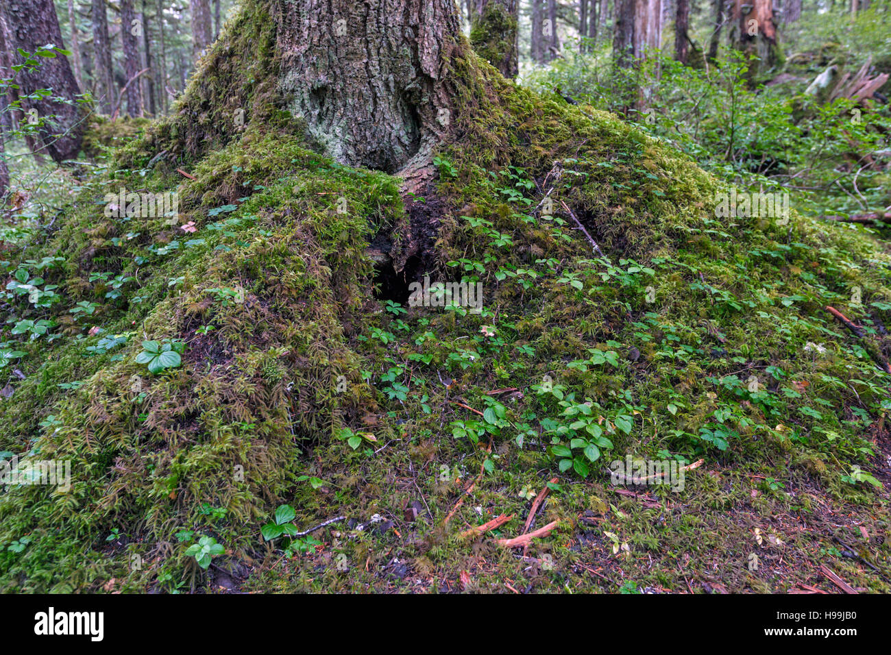 Interior of the temperate coastal rain forest, Tongass National Forest, Alaska, USA Stock Photo