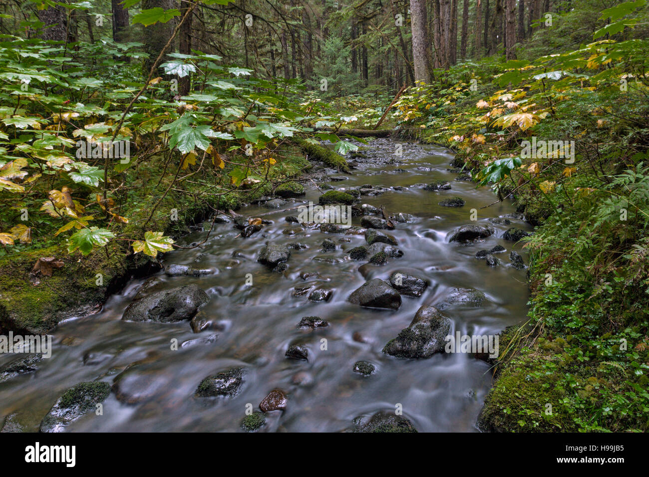 A river of the temperate coastal rain forest, Tongass National Forest, Alaska, USA Stock Photo