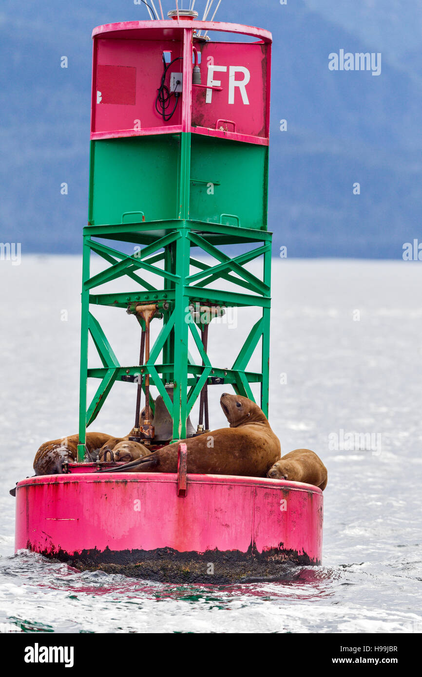 Steller sea lions resting on an ocean buoy in the waters around the