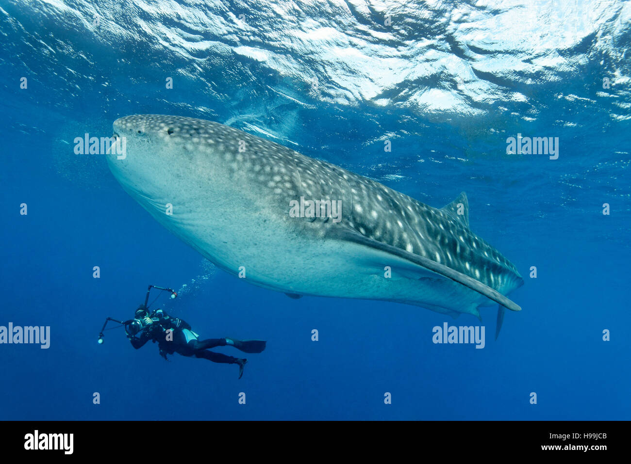 Whale shark with scuba diver, underwater photographer, Malpelo Island
