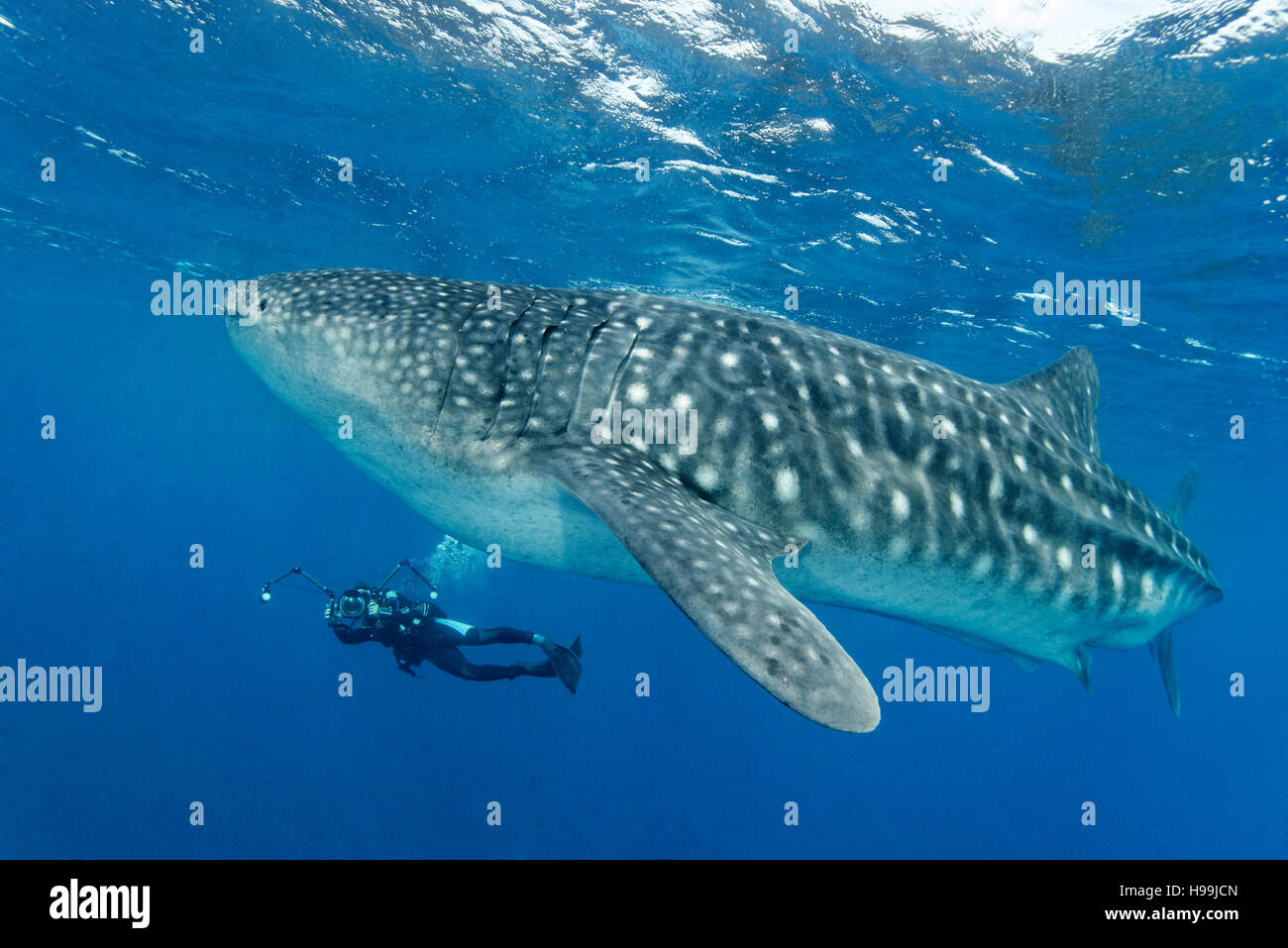 Whale shark with scuba diver, underwater photographer, Malpelo Island