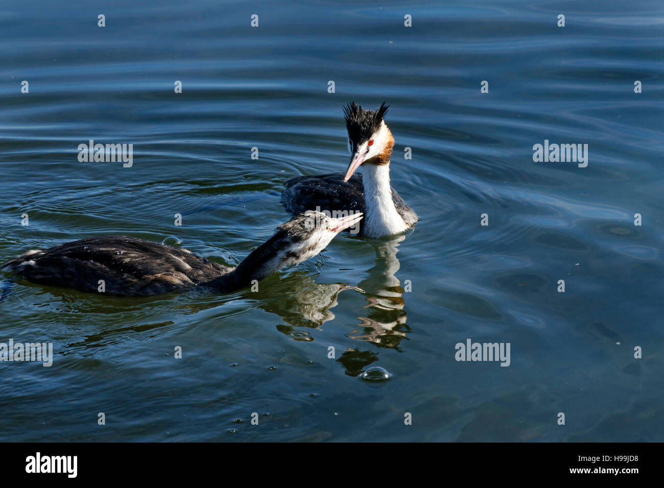 2 Great Crested Grebes (Podiceps cristatus) in water Stock Photo