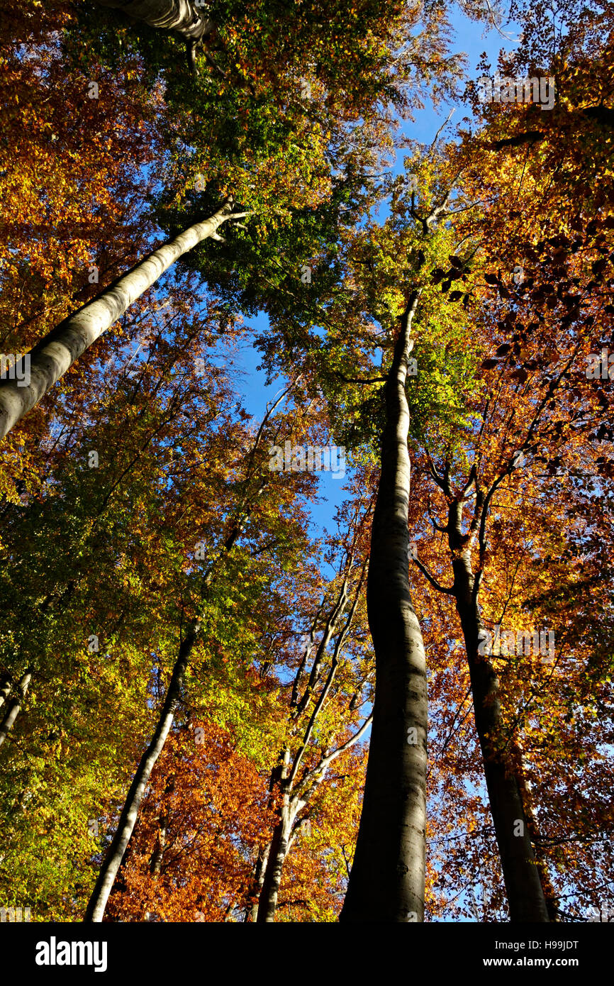 Looking upwards to Beech trees in Autumn Stock Photo