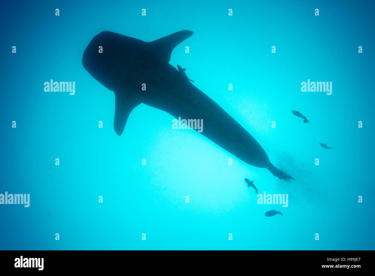 Whale shark, Malpelo Island, Colombia, East Pacific Ocean Stock Photo