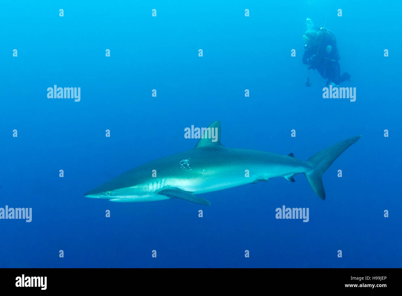 Silky shark and scuba diver, Malpelo Island, Colombia, East Pacific Ocean Stock Photo