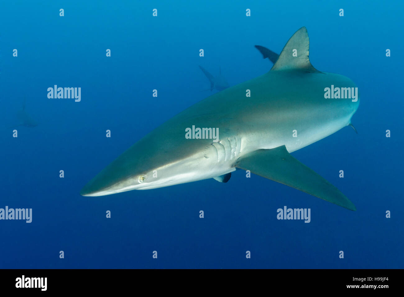 Silky shark, Malpelo Island, Colombia, East Pacific Ocean Stock Photo