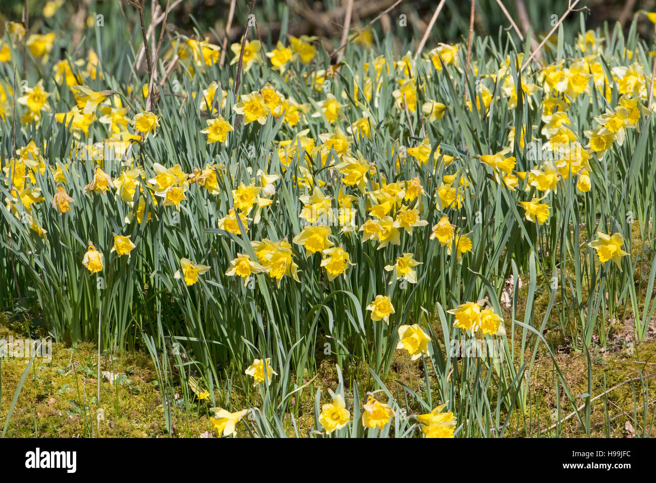 Wild daffodil Narcissus pseudonarcissus Blashford Lakes Nature Reserve