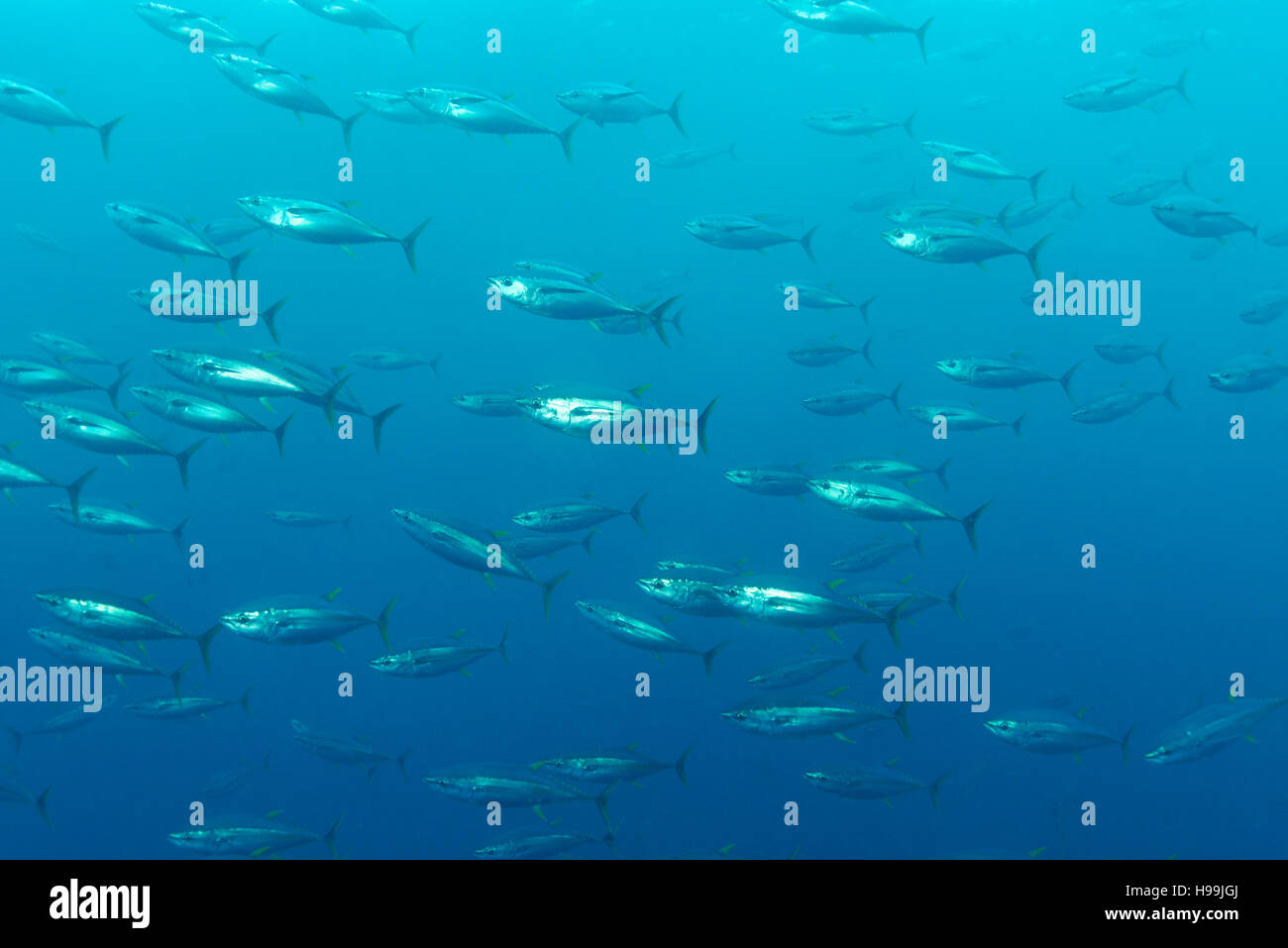school of Yellowfin tuna, Malpelo Island, Colombia, East Pacific Ocean Stock Photo