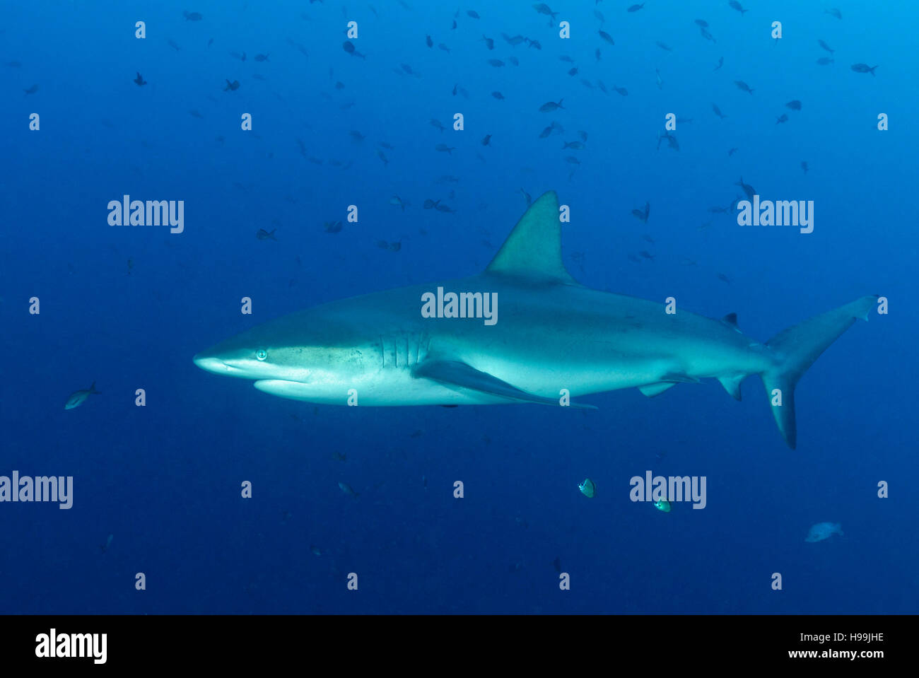 Silky shark, Malpelo Island, Colombia, East Pacific Ocean Stock Photo