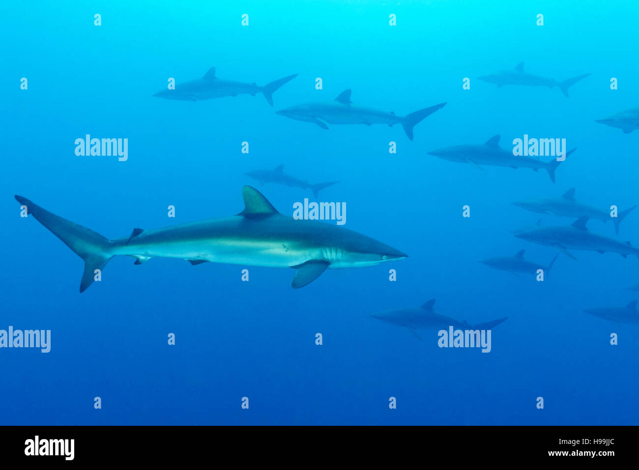 school of Silky shark, sharks, Malpelo Island, Colombia, East Pacific Ocean Stock Photo