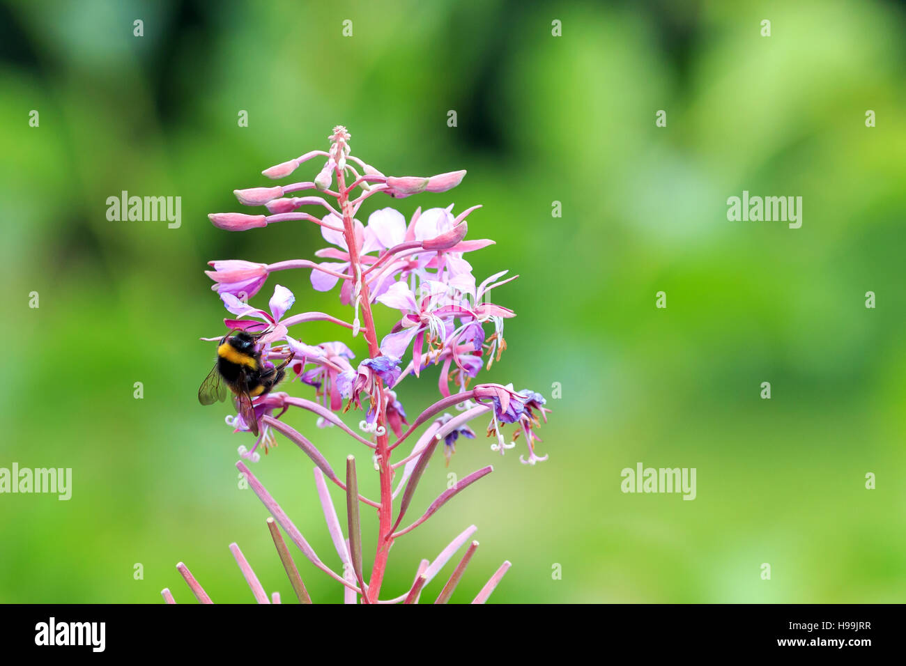 Bumble Bee ( Bombus ) feeing from Rose-bay Willow-herb flowers Stock Photo