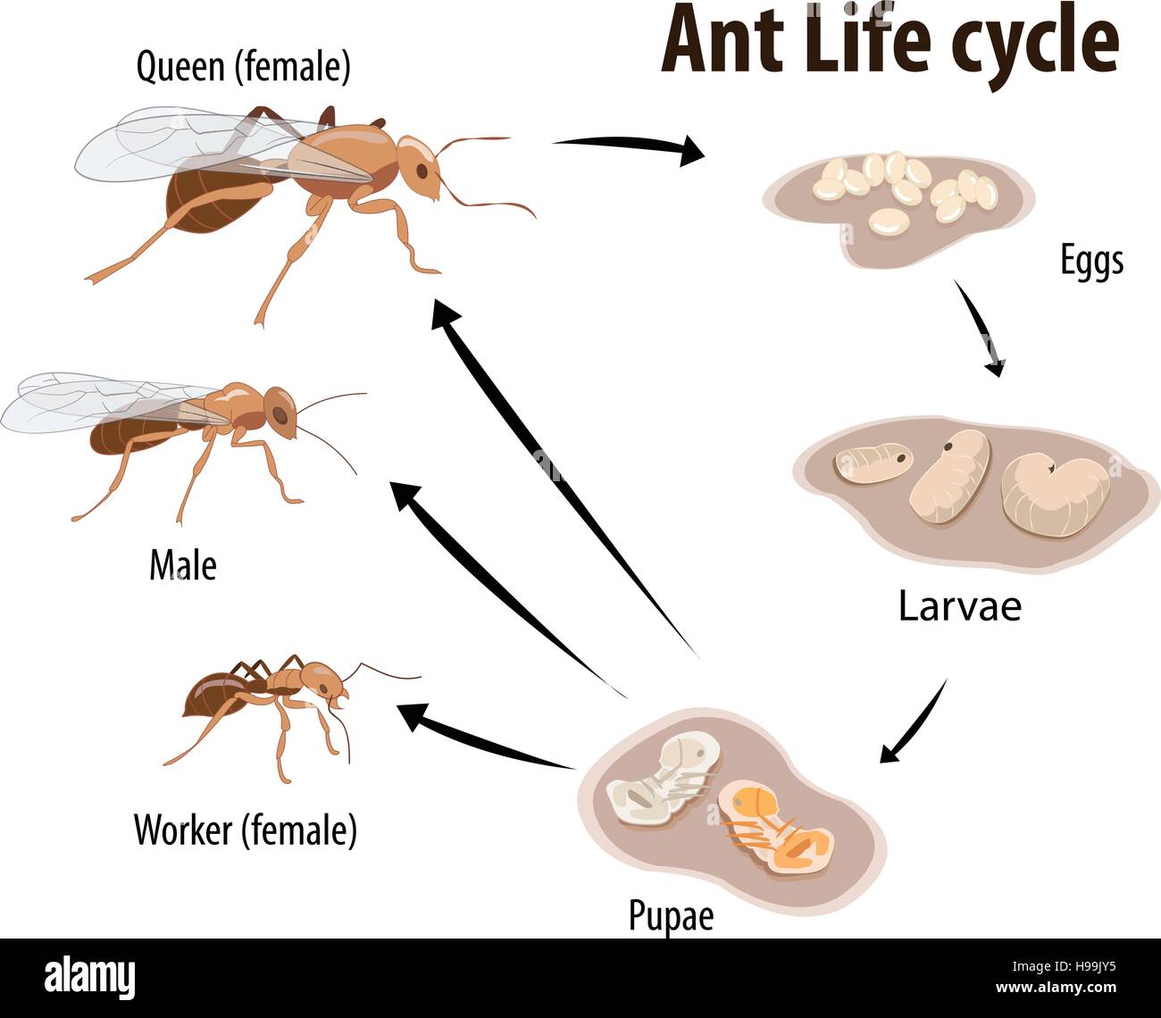 Vector illustration of Ant life cycle Stock Vector