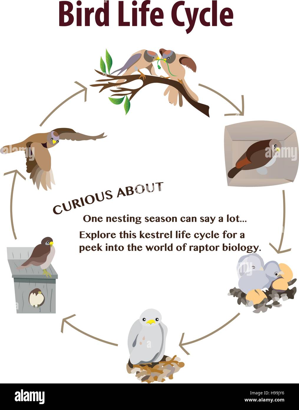 life-cycle-of-a-bird-worksheet