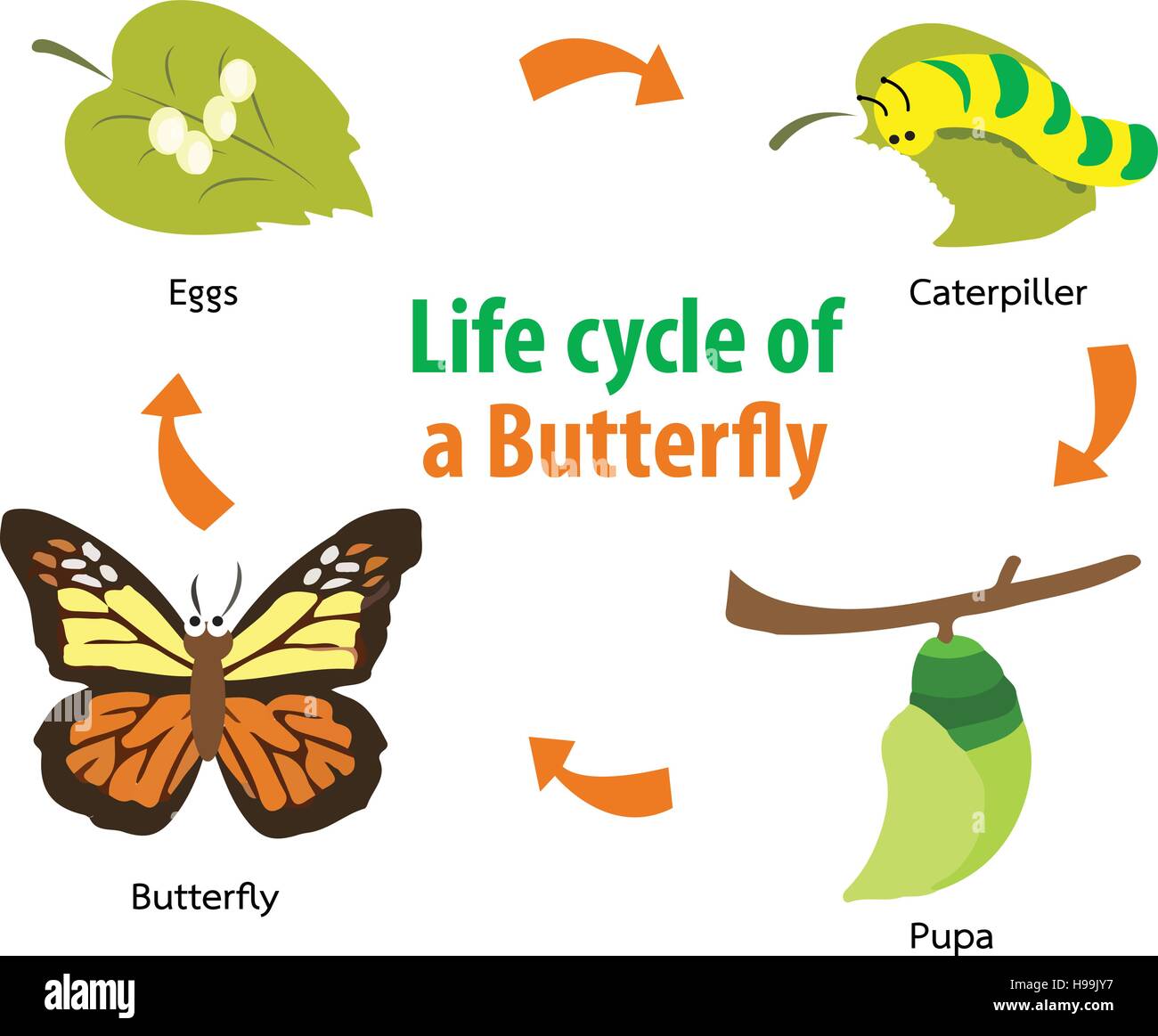 Vector illustration of  Butterfly life cycle Stock Vector
