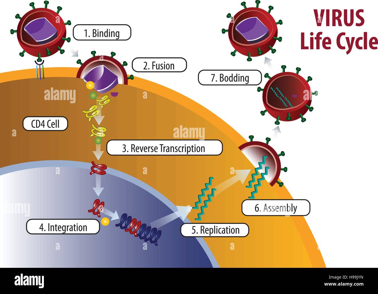 Vector illustration of Virus Life cycle Stock Vector