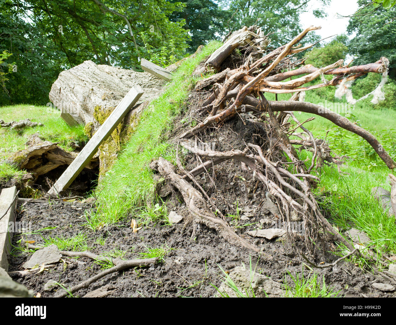 Uprooted Tree UK Stock Photo