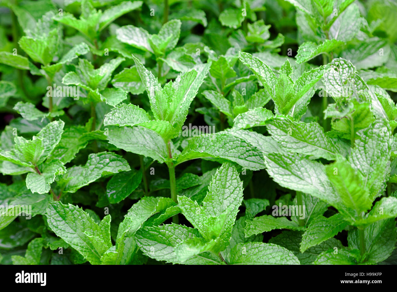 Mint growing in garden Stock Photo Alamy