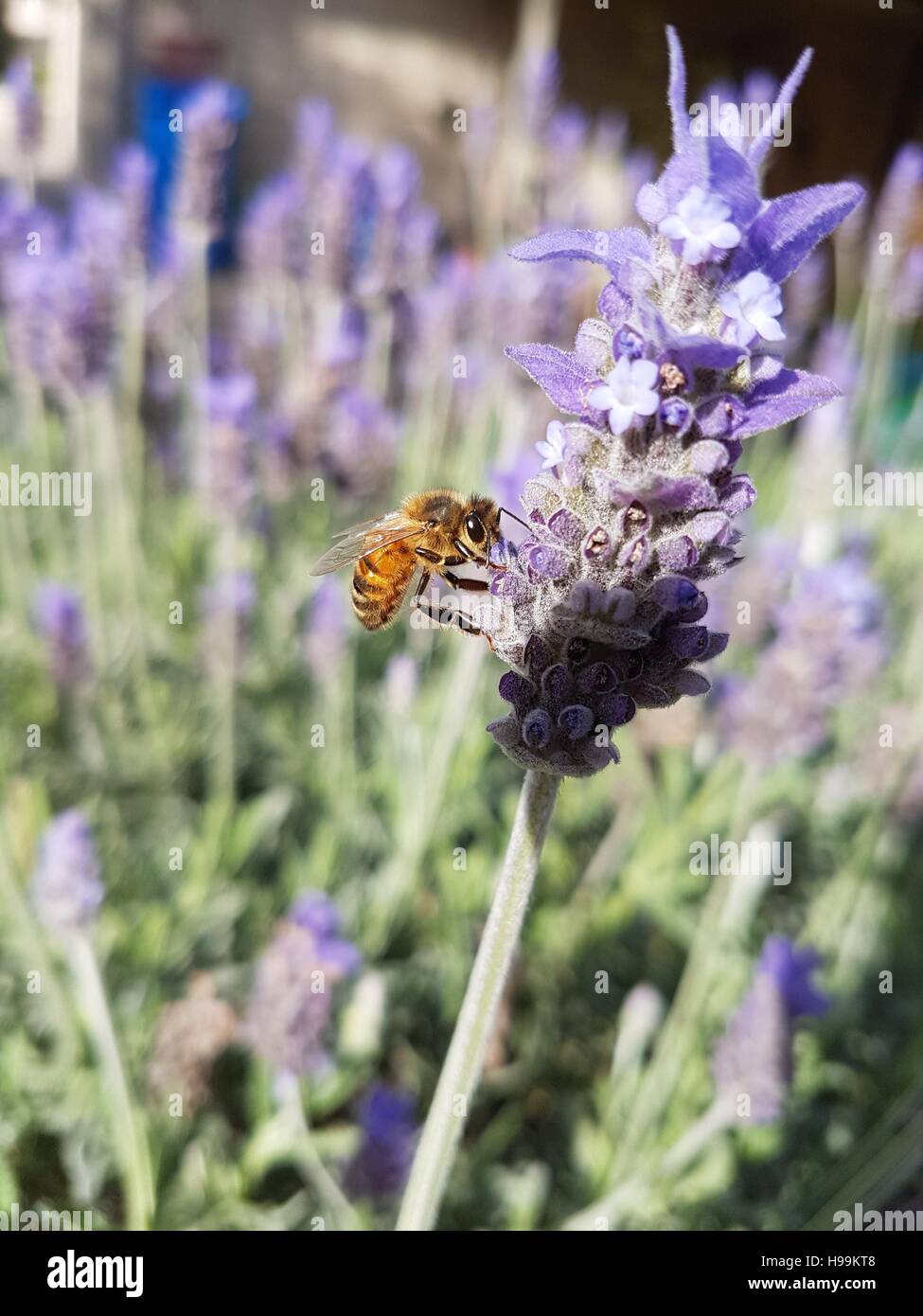 Bee in spring, lavender pollen,  flora fauna, purple, stripy, apis, stinging insect, common bee, Stock Photo