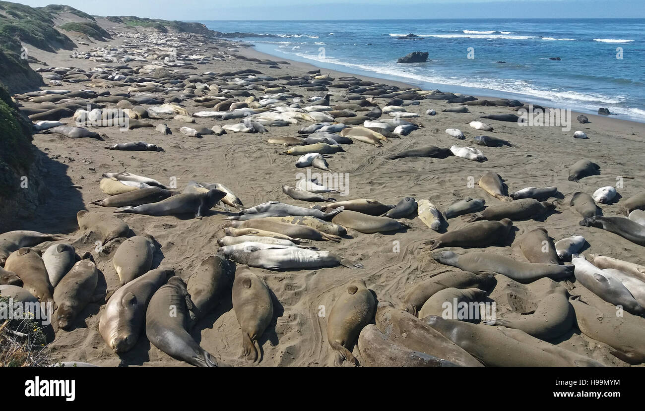 Group of Elephant seals in San Simeon, California, USA on May Stock ...