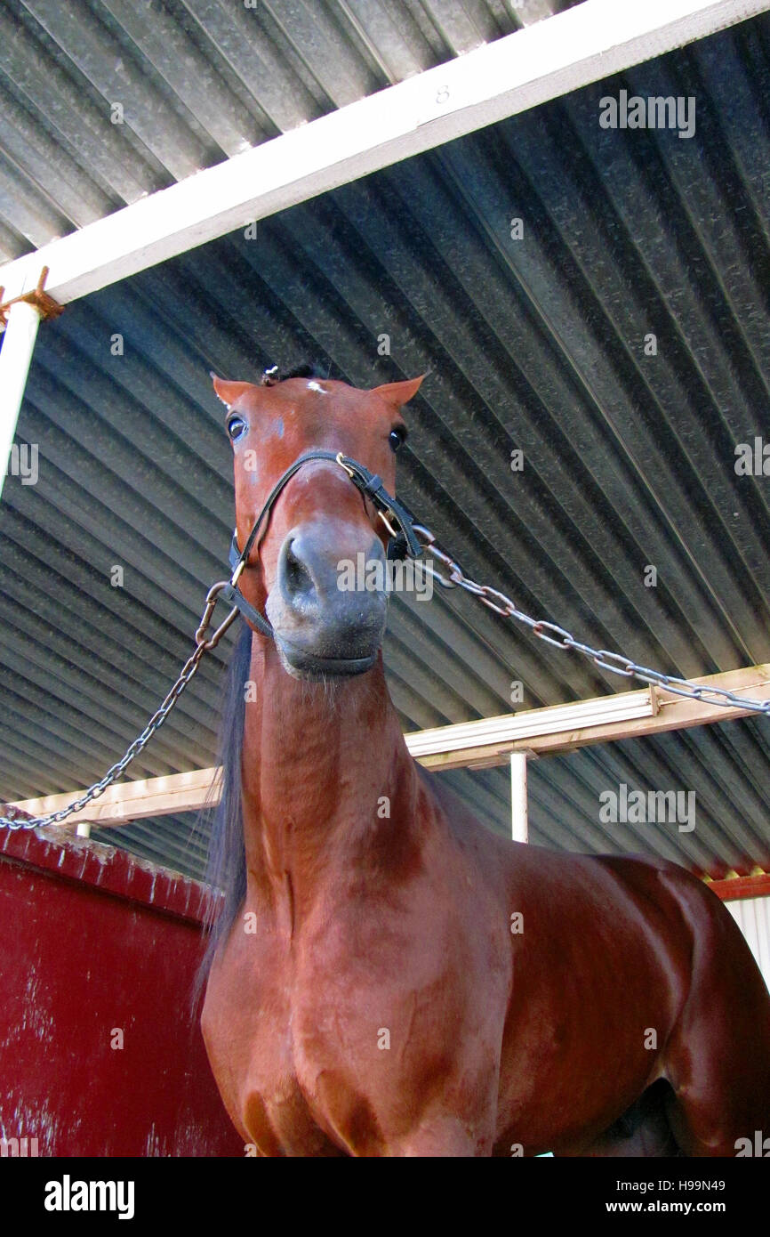Low angle view of horse. Stock Photo