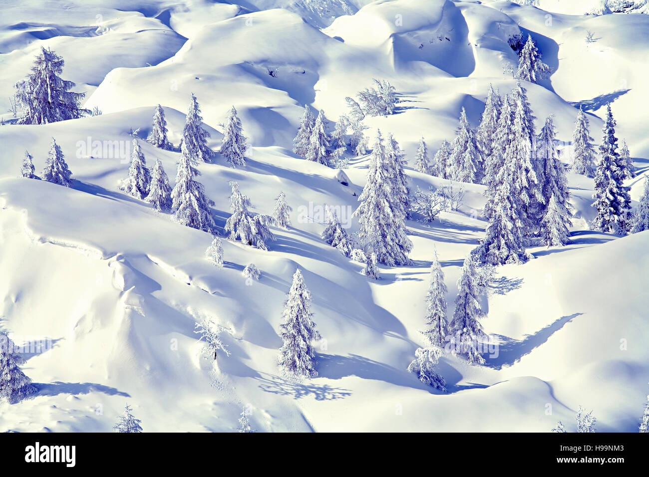 Winter background.Snow covered pine trees in alps with bluish color cast Stock Photo