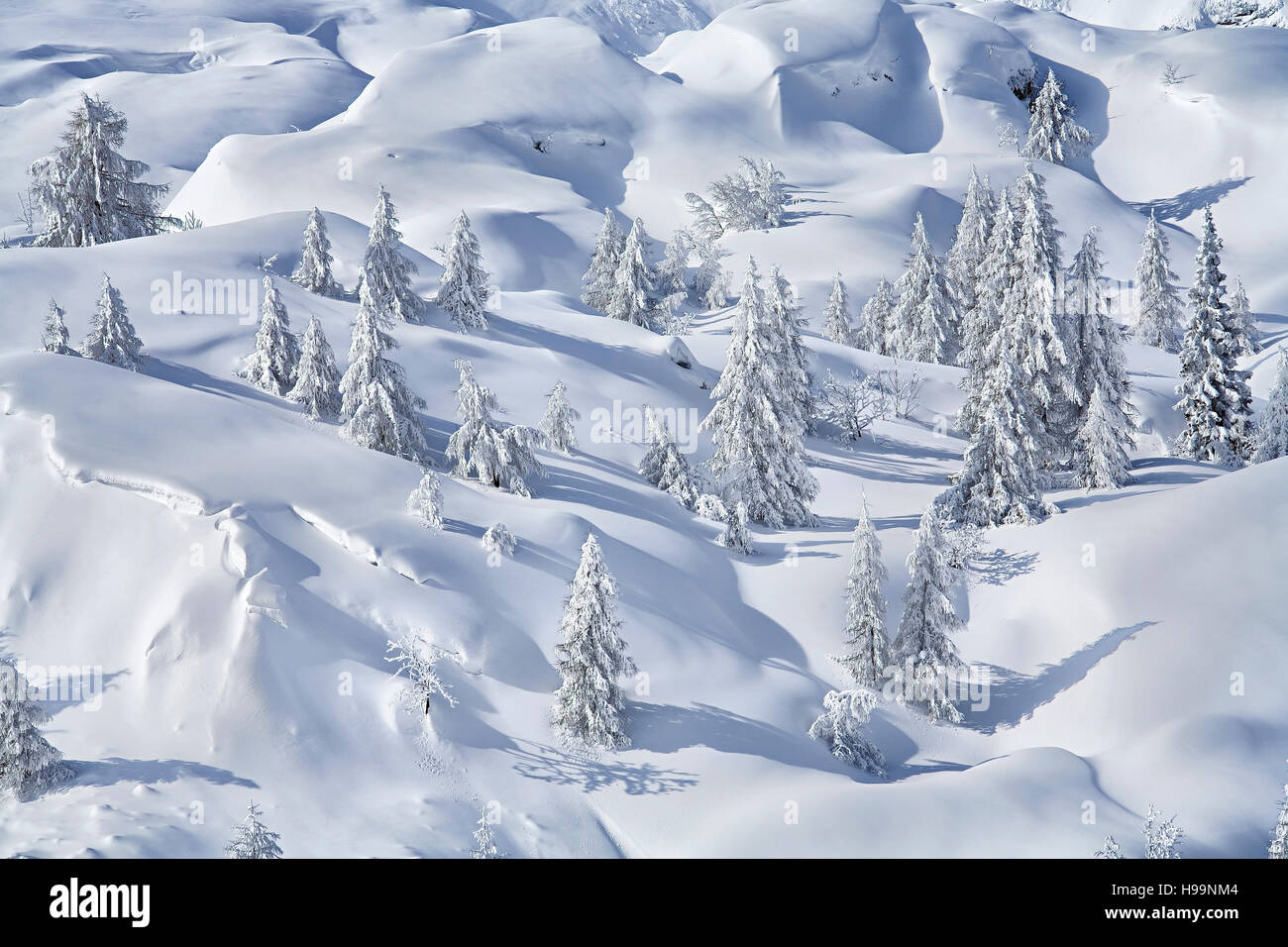 Winter landscape.Snow covered mountain with pine trees Stock Photo - Alamy