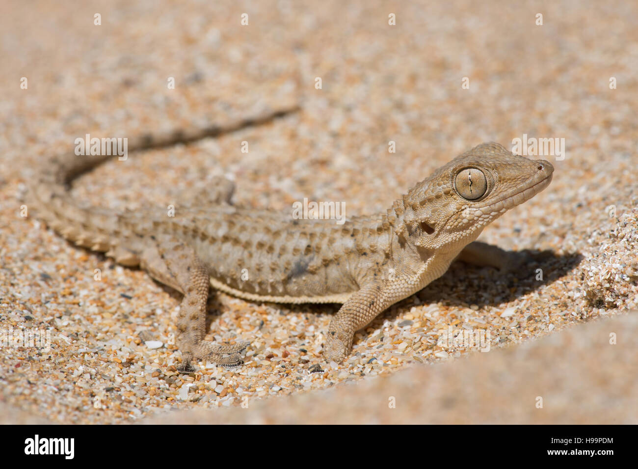 Moorish Gecko (Tarentola Mauritanica) Stock Photo