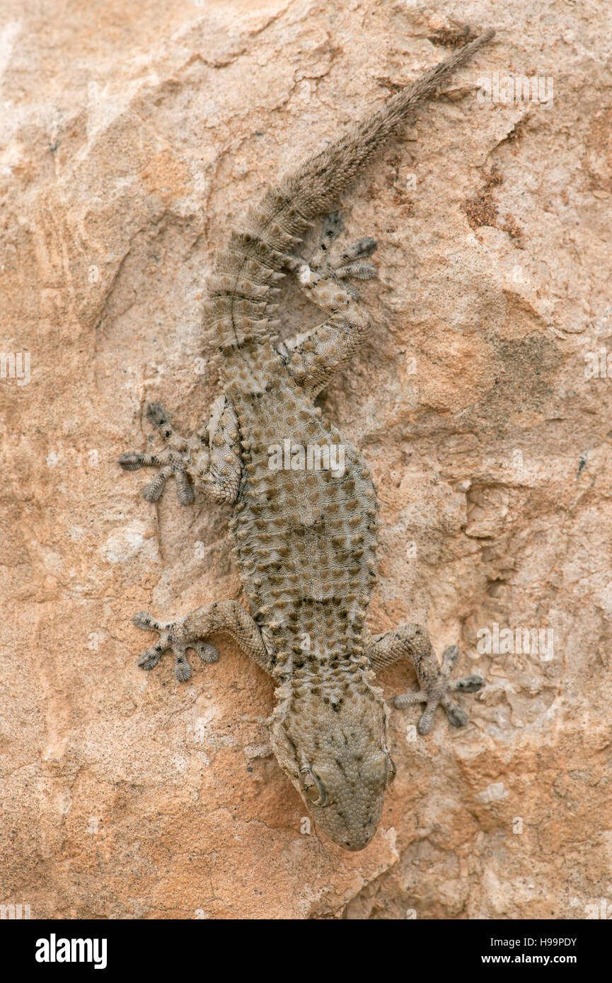 Moorish Gecko (Tarentola Mauritanica) Stock Photo