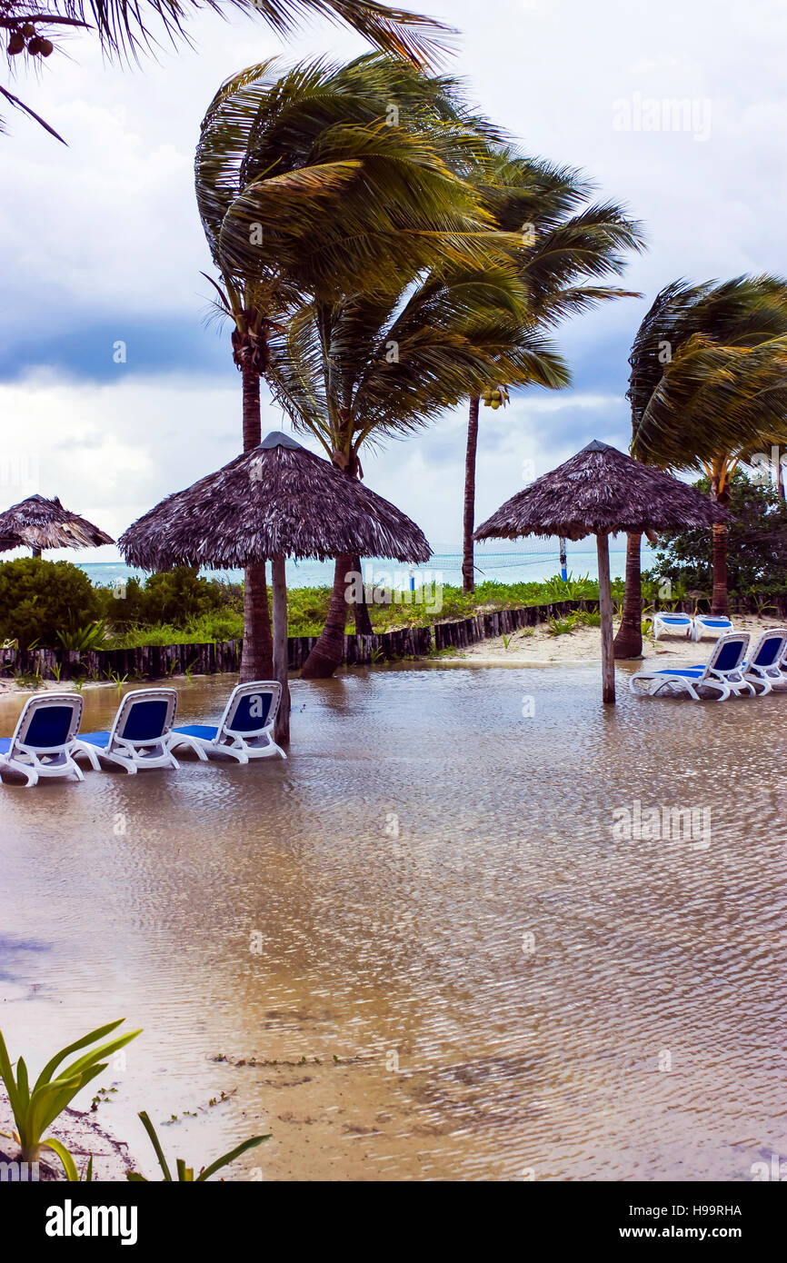 palm trees in a strong wind Stock Photo