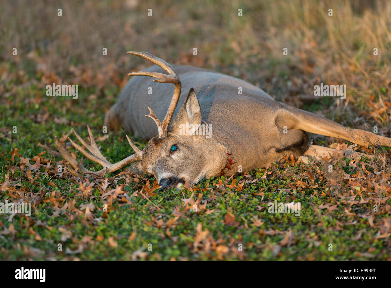 Whitetail Deer hunting in Minnesota Stock Photo Alamy