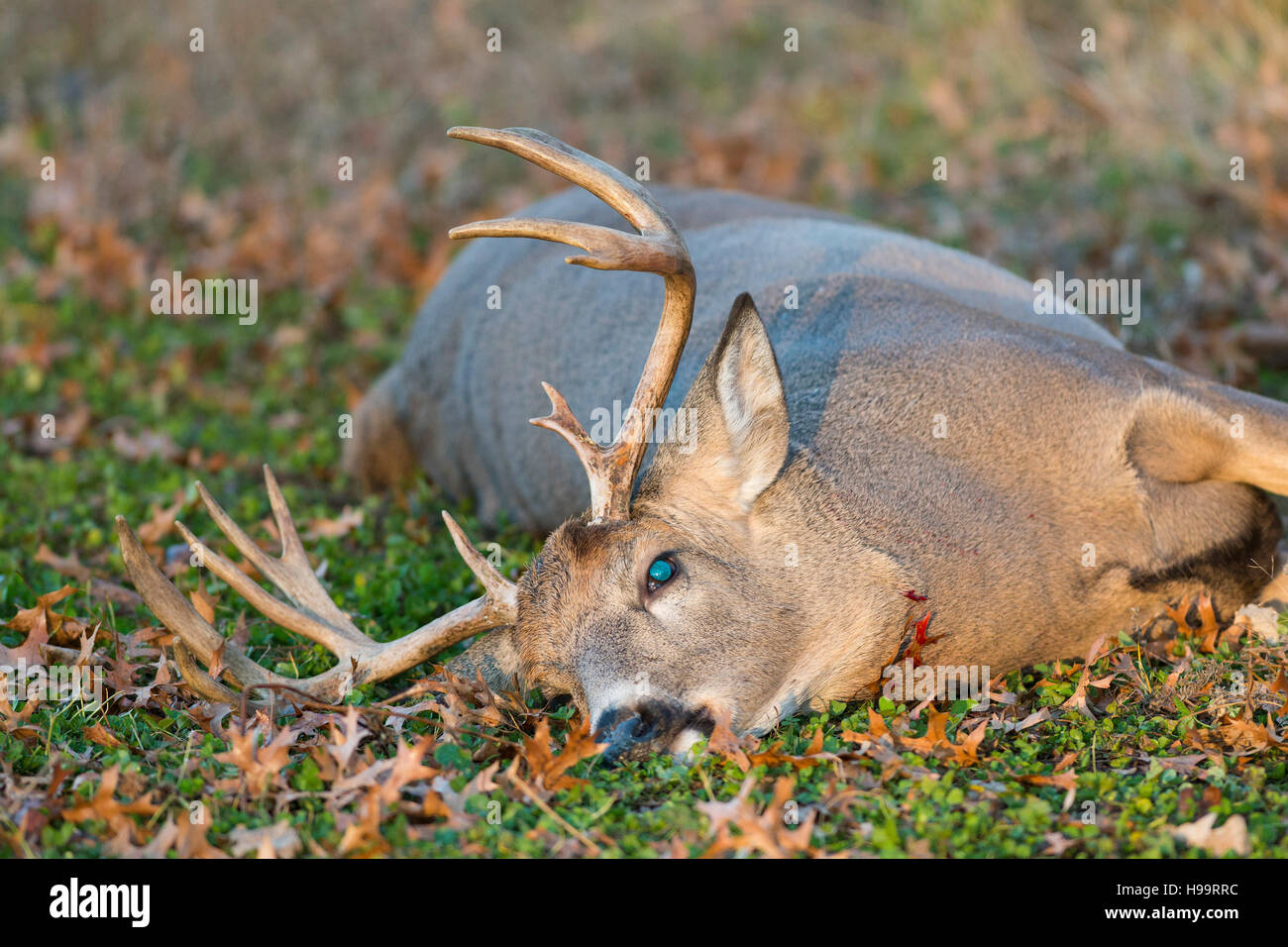 Whitetail Deer hunting in Minnesota Stock Photo Alamy
