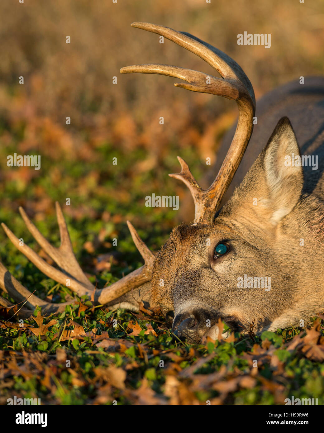 Whitetail Deer hunting in Minnesota Stock Photo Alamy