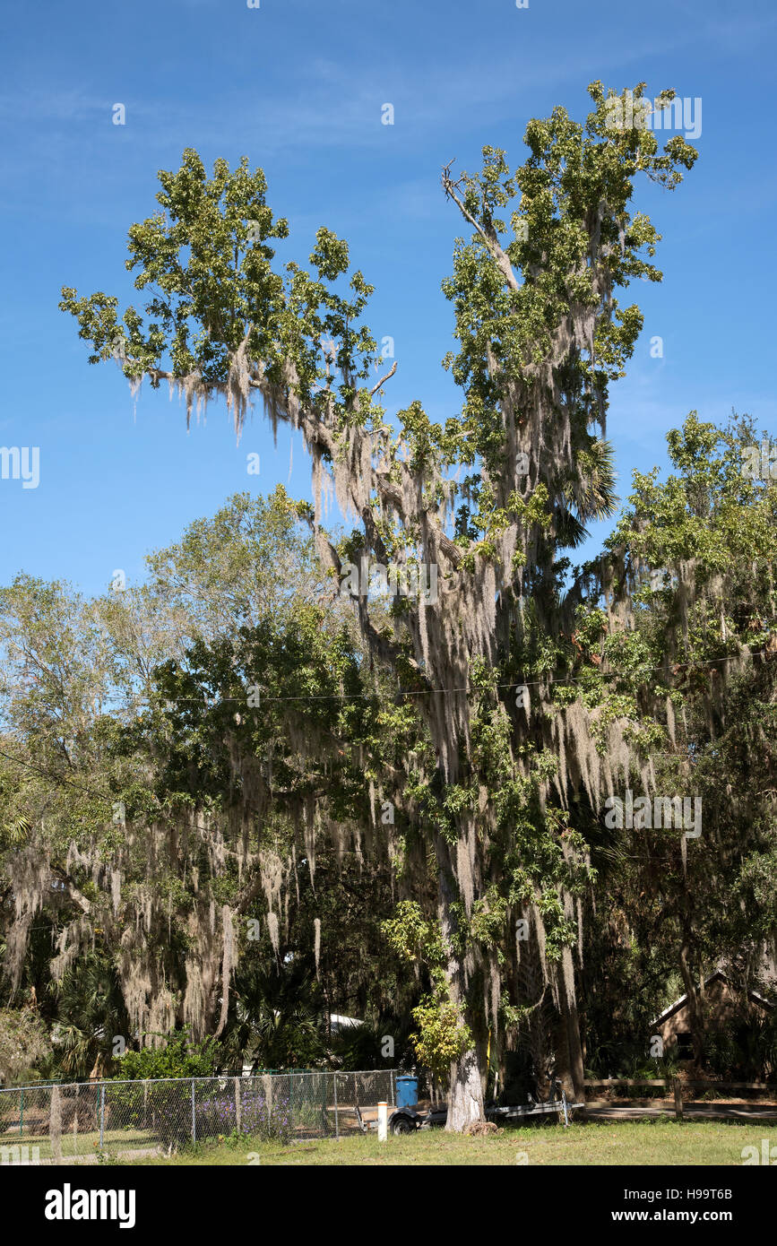 Spanish moss growing on a tree Florida USA Spanish moss Tillandsia