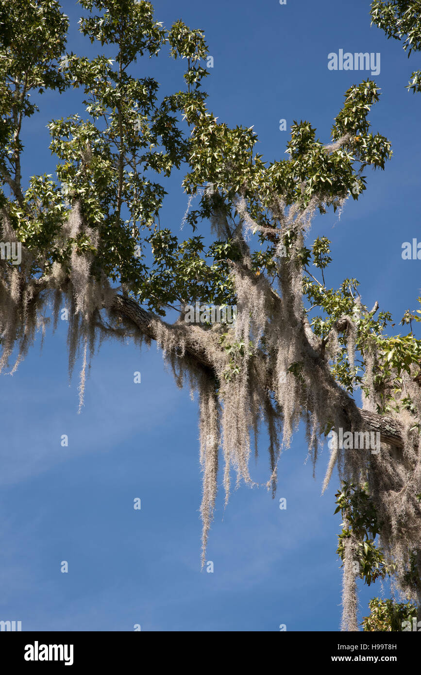 Tillandsia species hires stock photography and images Alamy