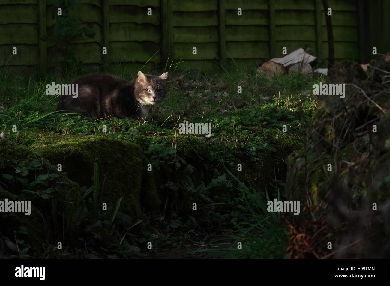 Tabby cat in garden with logs Stock Photo - Alamy
