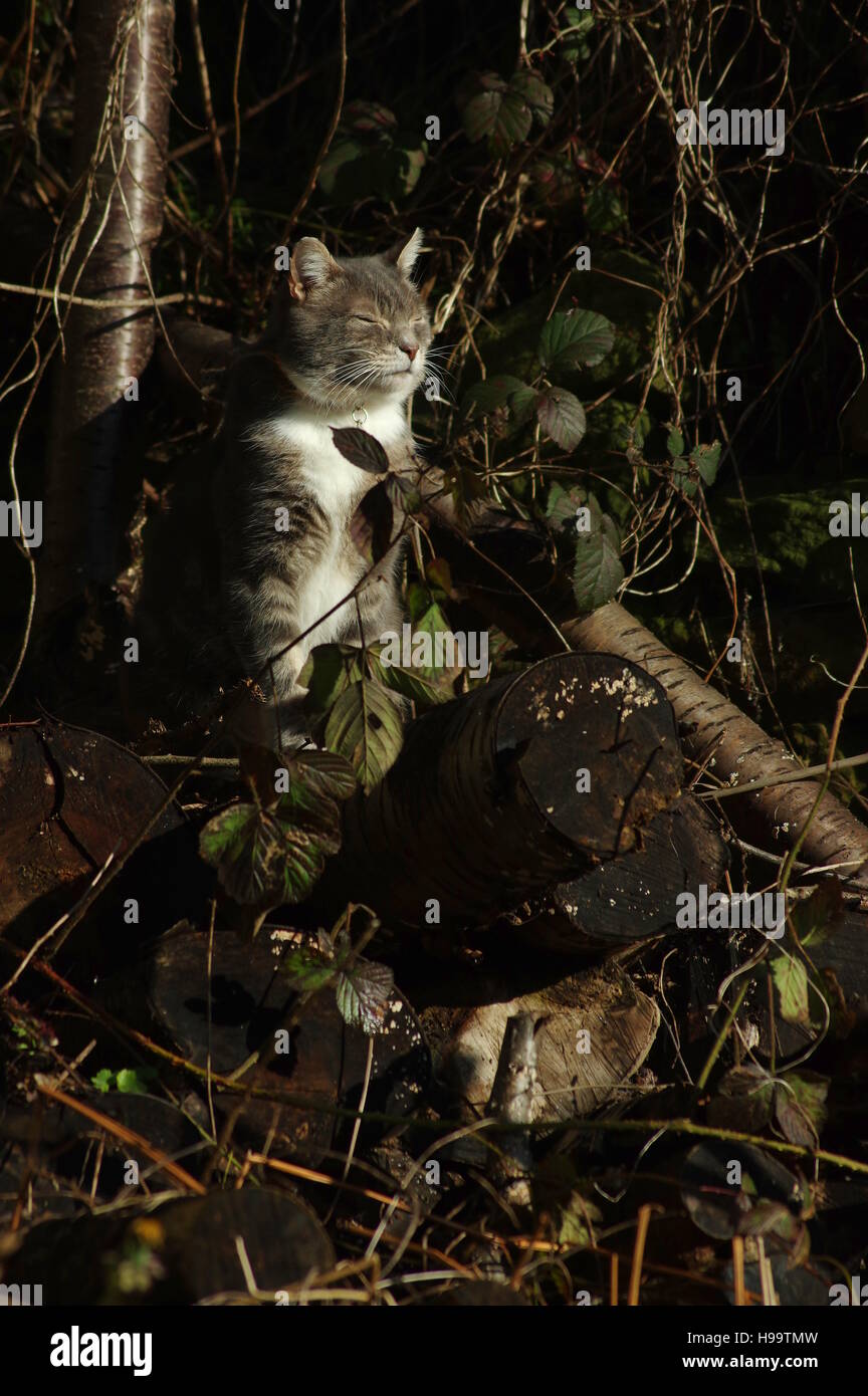 Tabby cat in garden with logs Stock Photo - Alamy
